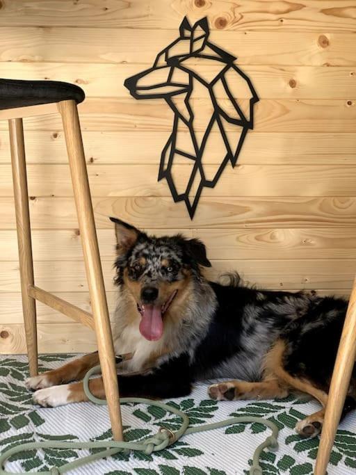 Urlaub Mit Hund Im Salzburger Land Appartement Wegscheid Buitenkant foto